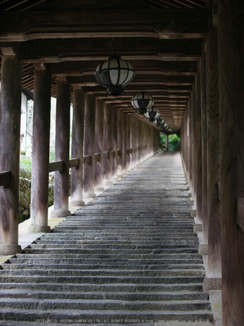 長谷寺,あじさい(P1010007(RAW),2016yaotomi.jpg