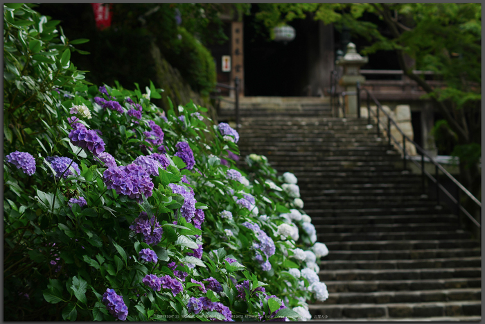 長谷寺,あじさい(P1010039(RAW),2016yaotomi_T.jpg