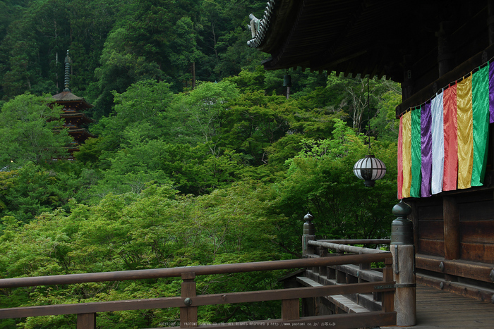 長谷寺,あじさい(P1010163(RAW),2016yaotomi.jpg