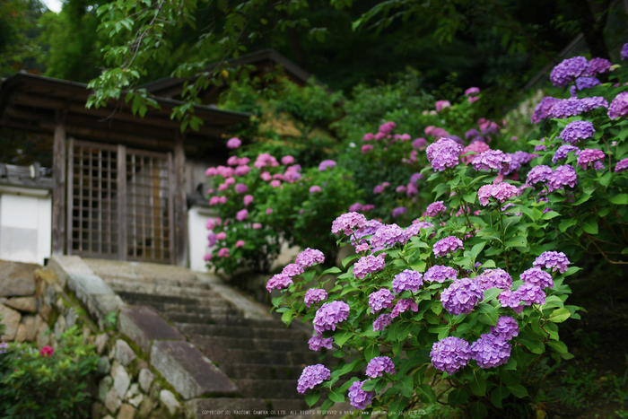 長谷寺,あじさい(P1010175(RAW),2016yaotomi.jpg