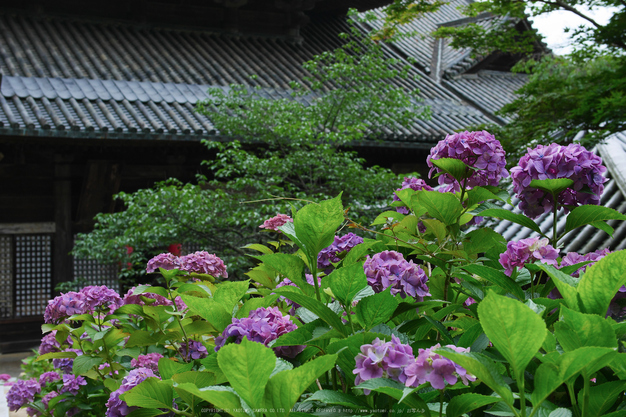 長谷寺,あじさい(P1010189(RAW)FL,2016yaotomi.jpg