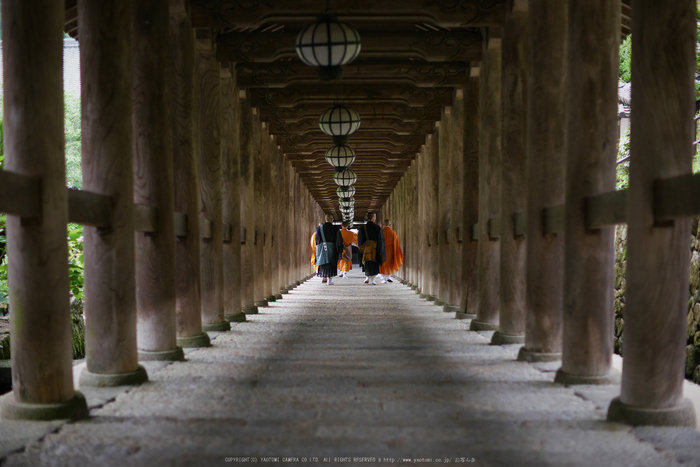 長谷寺,あじさい(P1010245(RAW),2016yaotomi.jpg