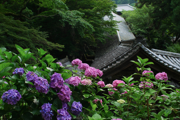 長谷寺,あじさい(P1010283(RAW),2016yaotomi.jpg