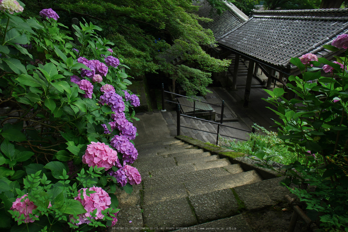 長谷寺,あじさい(P1010312(RAW),2016yaotomi.jpg