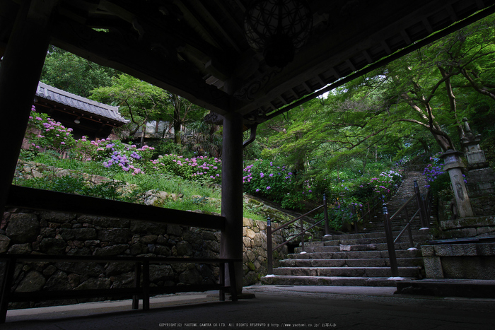 長谷寺,あじさい(P1010356(RAW),2016yaotomi.jpg