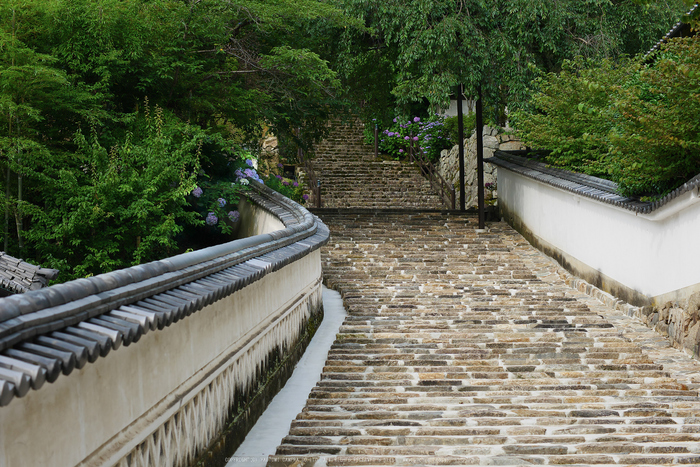 長谷寺,あじさい(P1010363(RAW),2016yaotomi.jpg