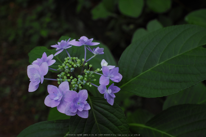 sd,Quattro(SDQ_0332FL,30 mm,F6.3,iso100)2016yaotomi.jpg