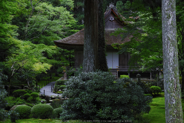 三千院,秋海棠(SDQ_2223,50 mm,F5.6)2016yaotomi.jpg