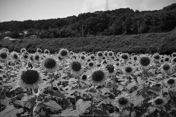 五條上野公園,ひまわり(SDQ_1804,28 mm,F7.1)2016yaotomi.jpg