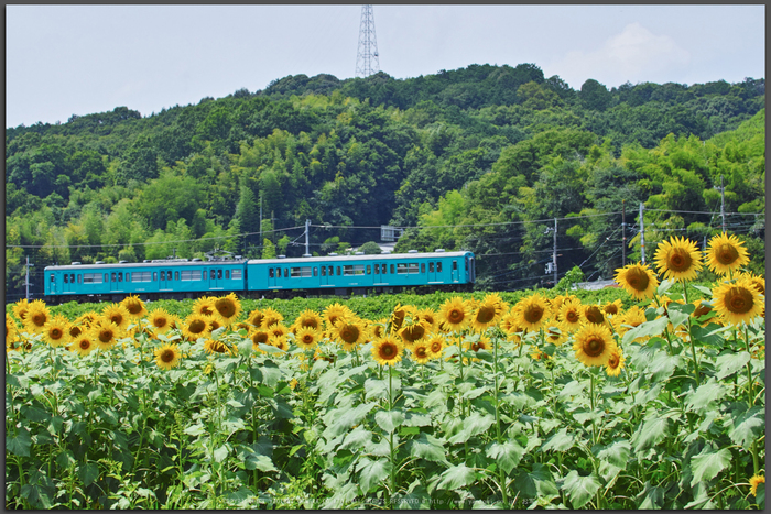 五條上野公園,ひまわり(SDQ_1815,50-mm,F7.1)2016yaotomi_T.jpg