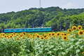 五條上野公園,ひまわり(SDQ_1815FL,50 mm,F7.1)2016yaotomi.jpg