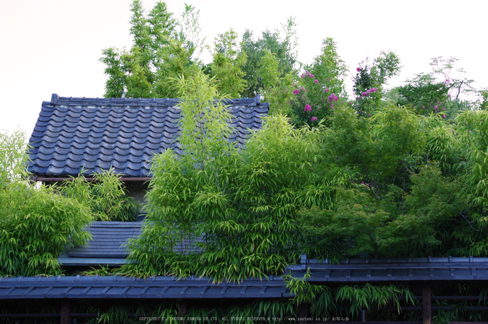 京都,東山(K70_0746,55 mm,F7.1,iso400)2016yaotomi.jpg