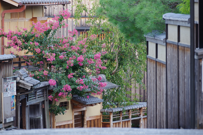 京都,東山(K70_0767,260 mm,F6.3,iso400)2016yaotomi.jpg