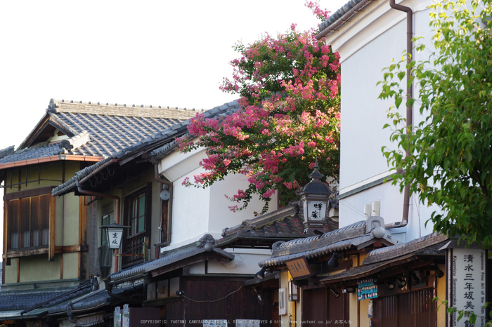 京都,東山(K70_0804,98 mm,F6.3,iso400)2016yaotomi.jpg