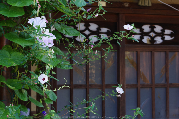 京都,東山(K70_0811,63 mm,F8,iso400)2016yaotomi.jpg