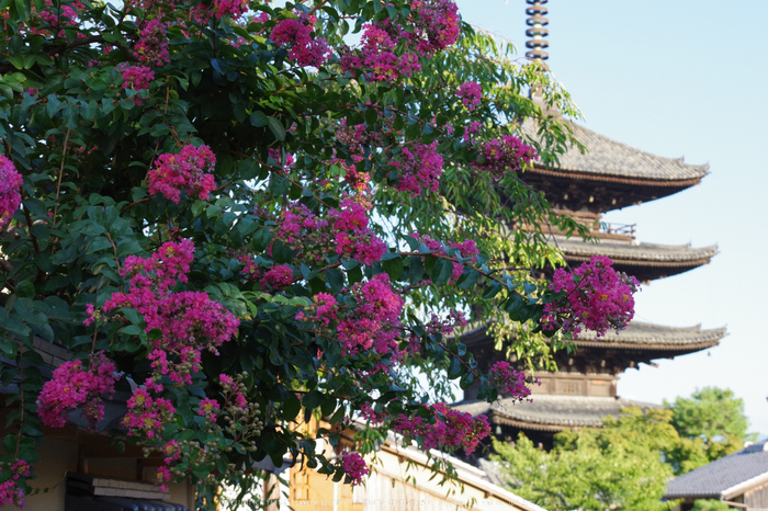 京都,東山(K70_0821,55 mm,F8,iso400)2016yaotomi.jpg