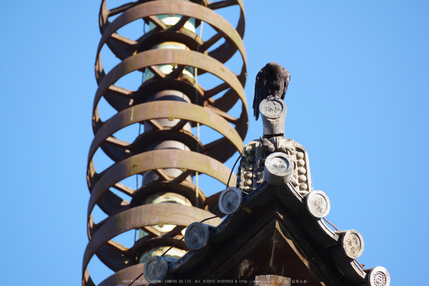 京都,東山(K70_0826,300 mm,F8,iso400)2016yaotomi.jpg