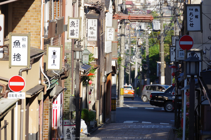 京都,東山(K70_0828,260 mm,F8,iso400)2016yaotomi.jpg