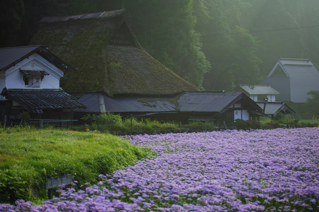 京都久多,北山友禅菊(SDQ_1620,58 mm,F1.8)2016yaotomi.jpg