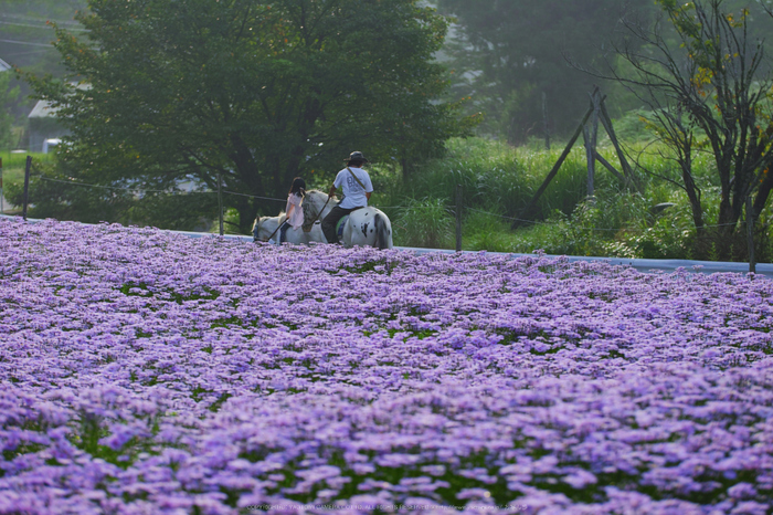 京都久多,北山友禅菊(SDQ_1661,100 mm,F2.5)2016yaotomi.jpg