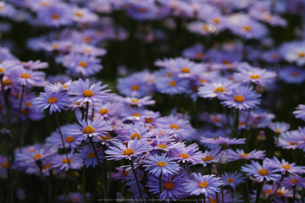 京都久多,北山友禅菊(SDQ_1669,94 mm,F3.2)2016yaotomi.jpg