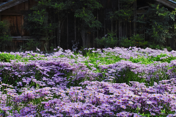 京都久多,北山友禅菊(SDQ_1731,65 mm,F10)2016yaotomi.jpg