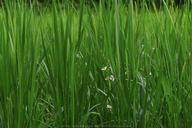 京都久多,北山友禅菊(SDQ_1738,50 mm,F7.1)2016yaotomi.jpg