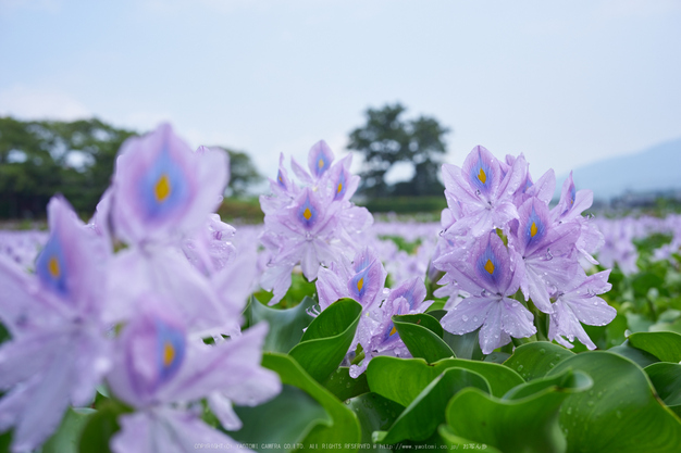 本薬師寺跡,ホテイアオイ(DSC00023,F--,iso100)2016yaotomi.jpg