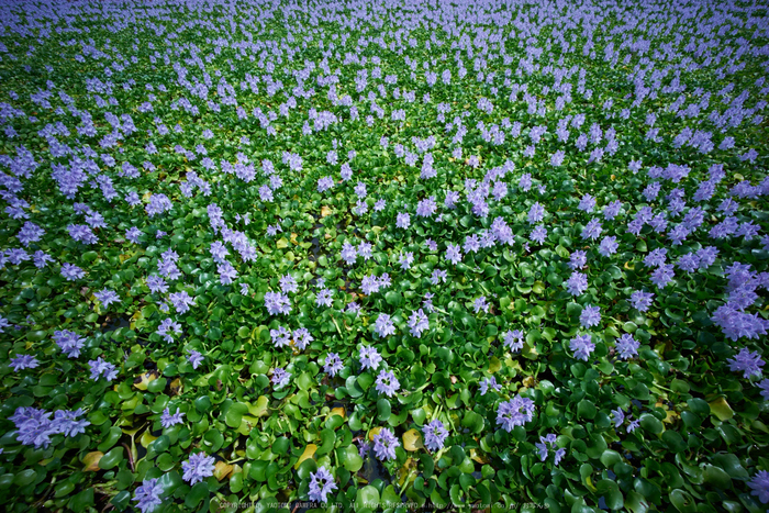 本薬師寺跡,ホテイアオイ(DSC00039,F--,iso100)2016yaotomi.jpg