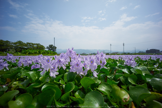 本薬師寺跡,ホテイアオイ(DSC00042,F--,iso100)2016yaotomi.jpg