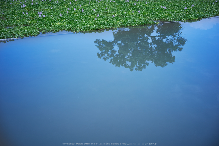 本薬師寺跡,ホテイアオイ(DSC00062,F--,iso100)2016yaotomi.jpg