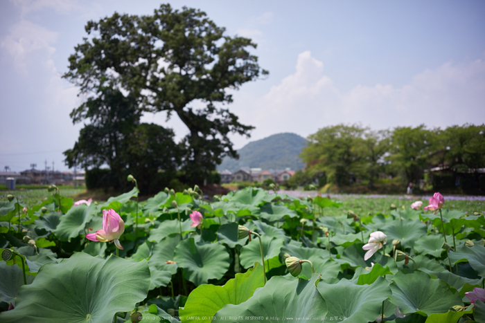 本薬師寺跡,ホテイアオイ(DSC00103,F--,iso100)2016yaotomi.jpg