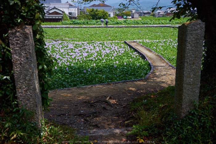 本薬師寺跡,ホテイアオイ(DSC00112,F--,iso100)2016yaotomi.jpg