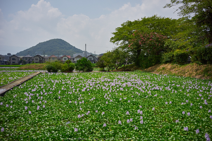 本薬師寺跡,ホテイアオイ(DSC00115,F--,iso100)2016yaotomi.jpg