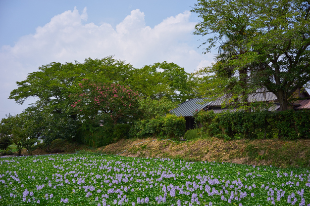 本薬師寺跡,ホテイアオイ(DSC00120,F--,iso100)2016yaotomi.jpg