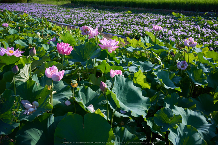 本薬師寺跡,ホテイアオイ(DSC00570,F--,iao100)2016yaotomi.jpg