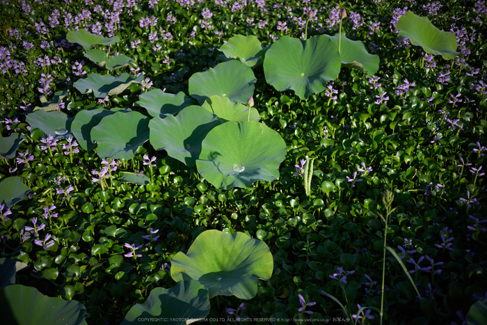 本薬師寺跡,ホテイアオイ(DSC00578,F--,iao100)2016yaotomi.jpg