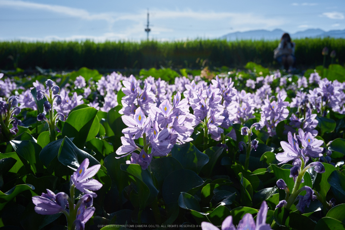 本薬師寺跡,ホテイアオイ(DSC00586,F--,iao100)2016yaotomi.jpg