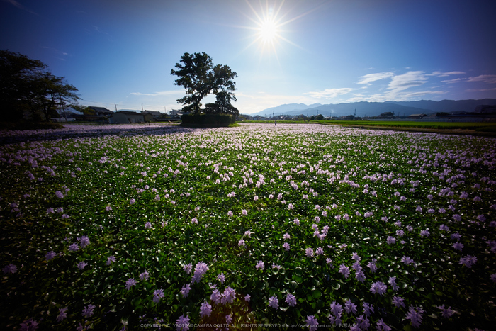 本薬師寺跡,ホテイアオイ(DSC00614,F--,iao80)2016yaotomi.jpg