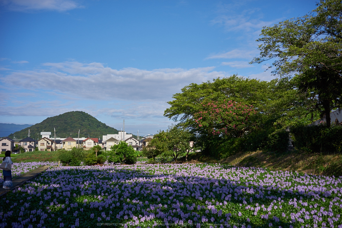 本薬師寺跡,ホテイアオイ(DSC00640,F--,iao80)2016yaotomi.jpg