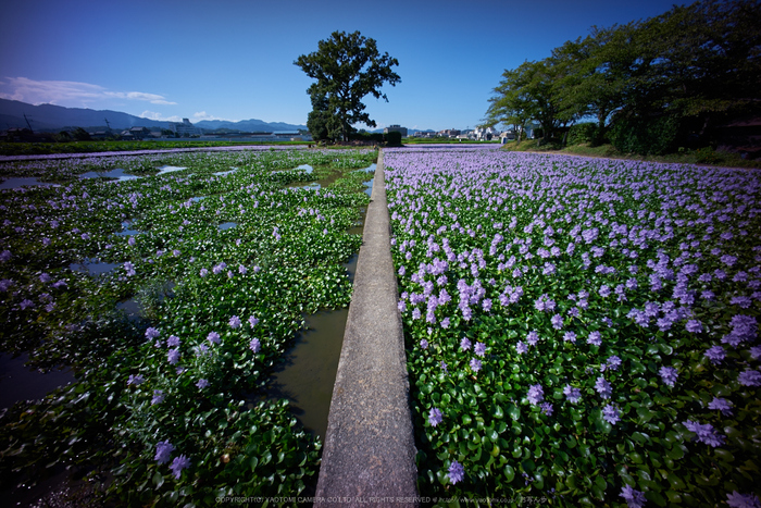 本薬師寺跡,ホテイアオイ(DSC00728,F--,iao80)2016yaotomi.jpg