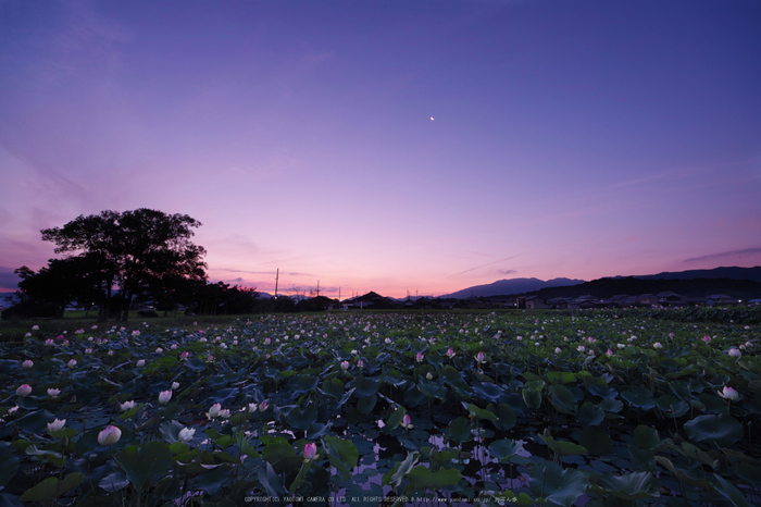 藤原宮跡,蓮(SDQ_1014_1016G,8 mm,F8,1.3 秒)2016yaotomi_.jpg