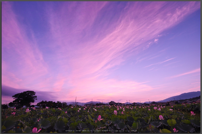 藤原宮跡,蓮(SDQ_1059_1063G,9-mm,F8,1-15-秒)2016yaotomi_T.jpg