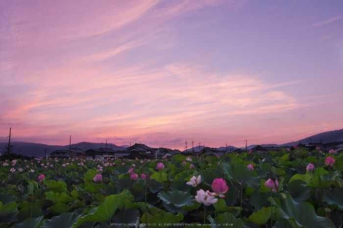 藤原宮跡,蓮(SDQ_1072_1074G,18 mm,F8,1-30 秒)2016yaotomi_.jpg