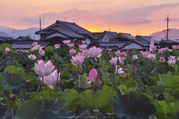 藤原宮跡,蓮(SDQ_1093,77 mm,F13,1-25 秒)2016yaotomi_.jpg