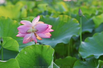 藤原宮跡,蓮(SDQ_1134,88 mm,F4,1-125 秒)2016yaotomi_.jpg