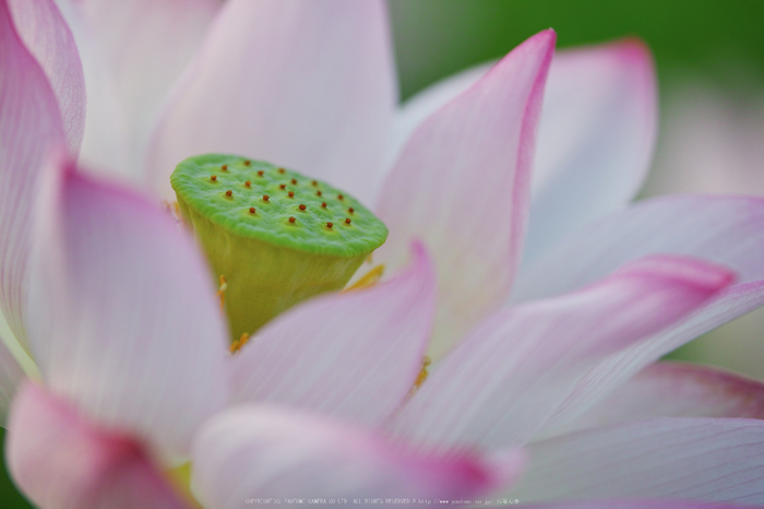 藤原宮跡,蓮(SDQ_1227,100 mm,F2.5,1-1000 秒)2016yaotomi_.jpg