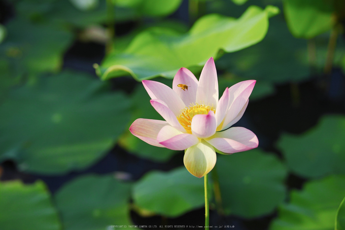 藤原宮跡,蓮(SDQ_1277,75 mm,F2.5,1-1000 秒)2016yaotomi_.jpg