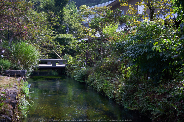 醒ヶ井,梅花藻(DSC00177,F--,iso400)2016yaotomi.jpg