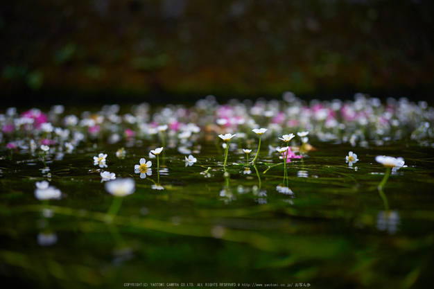 醒ヶ井,梅花藻(DSC00204,F--,iso800)2016yaotomi.jpg